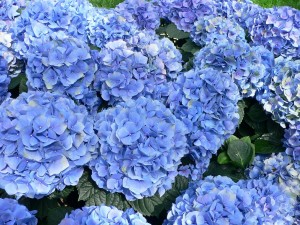 Postal: Grandes hortensias azuladas