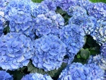 Grandes hortensias azuladas