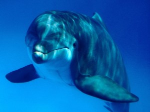 Delfín bajo el agua