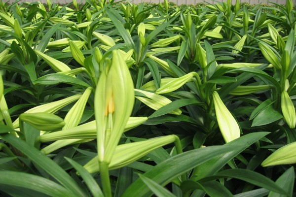 Plantas de lilium