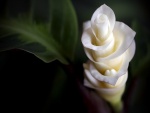 Una elegante flor blanca