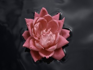 Postal: Flor rosa en el agua