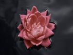 Flor rosa en el agua