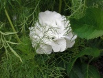 Flor de hortensia escondida entre abundante vegetación