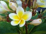 Rama con florecillas de tonos amarillos