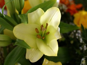 Flor Lilium color crema