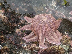 Postal: Estrella de mar de Coral (Stichaster australis)