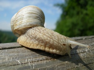 Postal: Un caracol romano (Helix pomatia)