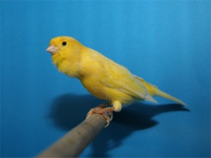 Canario amarillo