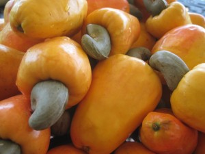 Frutos y semillas de anacardium