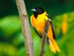 Pájaro anaranjado de cabeza negra