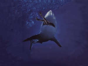 Postal: Tiburón asesino