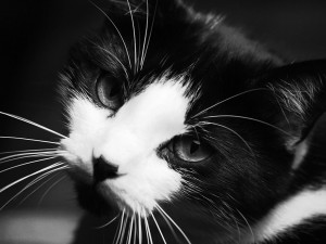 Postal: Gato en blanco y negro