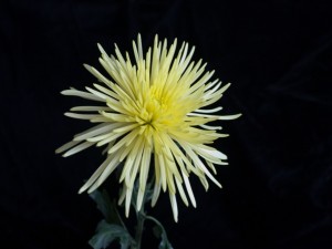 Una delicada flor amarilla