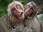 Monos chistosos