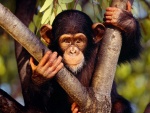 Pequeño chimpancé con una tierna mirada