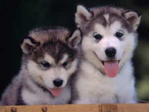 Postal: Dos pequeños huskies