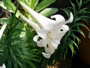 Precioso Lilium Longiflorum
