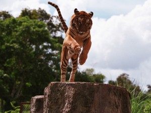 Postal: El salto del tigre