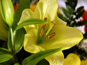 Lilium amarillo