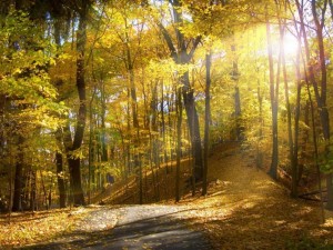Postal: Bosque en otoño