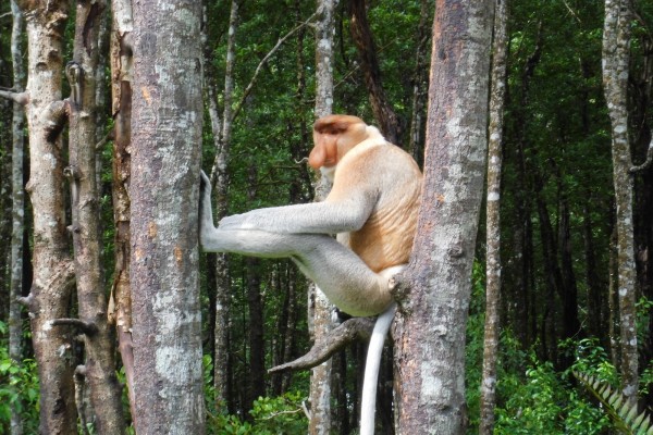 Mono narigudo entre dos árboles