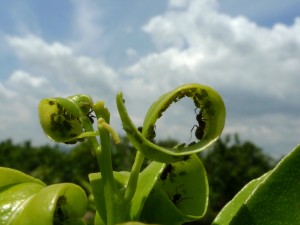Hojas verdes repletas de hormigas y otros insectos