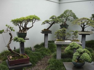Árboles bonsai en una exhibición en el Jardín Chino de Sydney, Australia