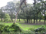 Bosques del barrio de Palermo, en Buenos Aires