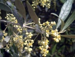 Flores de olivo (Olea europaea)