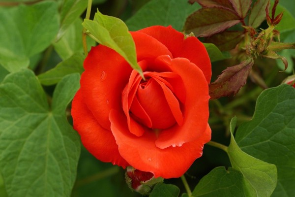 Rosa natural