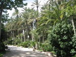 Conjunto de palmeras en el Parque Municipal de Elche (España)