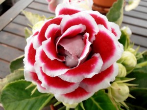 Flor de pétalos rosas y blancos