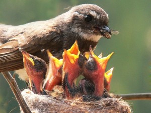 Postal: Pájaro alimentando a sus crías