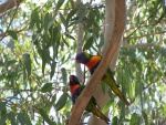 Pájaros en las ramas de un árbol