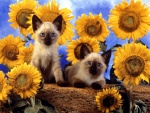 Dos gatos siameses rodeados de girasoles