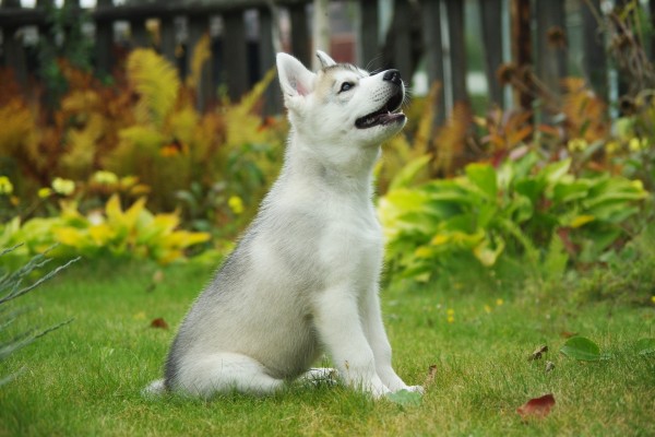 Cachorro de husky en la hierba