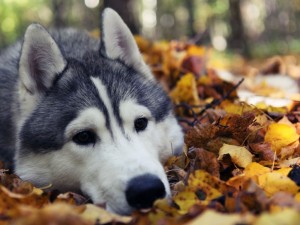 Husky con la cabeza apoyada sobre unas hojas