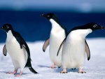 Tres pingüinos curiosos