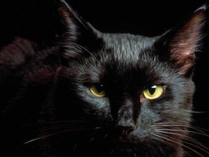 Postal: Gato negro