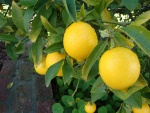 Limonero con hermosos limones