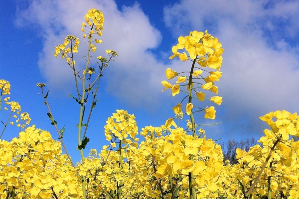 Plantas con flores amarillas