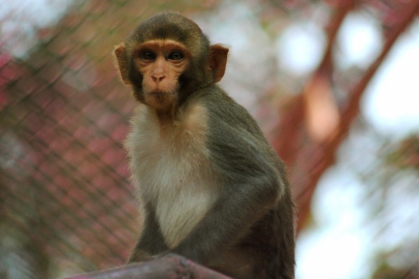 Un mono mirando atentamente