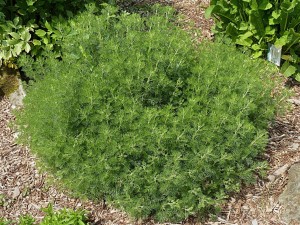 Postal: Artemisia abrotanum (Southernwood)