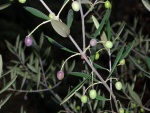 Acebuche (Olea europaea)