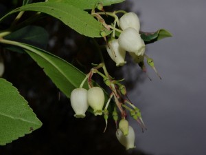 Flores del madroño (Arbutus unedo)