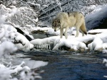 Lobo en la nieve