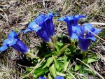 Genciana primavera (Gentiana acaulis)