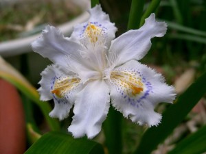 Postal: Iris japonica
