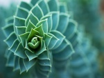 Cactus fractal